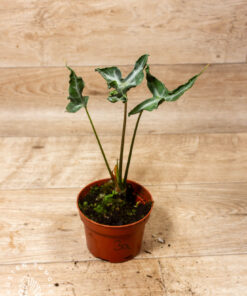 Alocasia teletubbies 003A