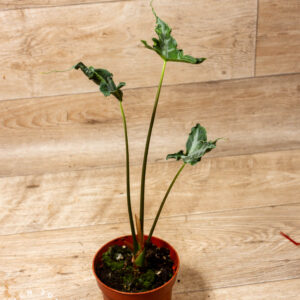 Alocasia teletubbies 004A