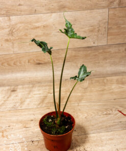 Alocasia teletubbies 004A
