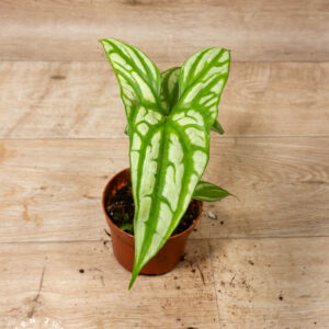 Cercestis mirabilis 003A