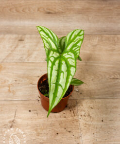 Cercestis mirabilis 003A