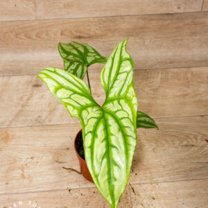 Cercestis mirabilis 004A