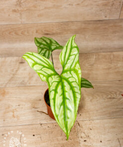 Cercestis mirabilis 004A