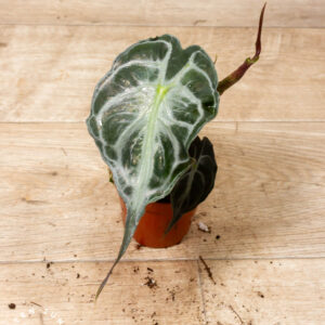 Alocasia Venom 001A