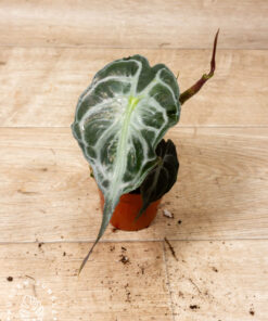 Alocasia Venom 001A