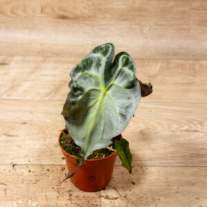 Alocasia Venom 002A