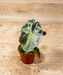 Alocasia Venom 002A