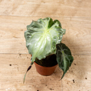 Alocasia Venom 003A
