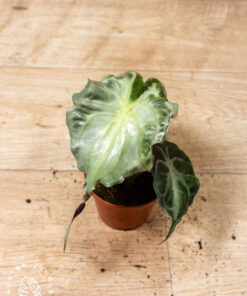Alocasia Venom 003A