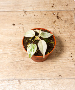 Philodendron Micans Marble Variegata 002A