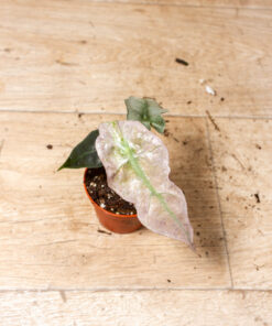 Alocasia polly variegata 003A