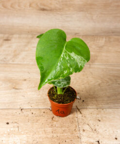 Monstera bulbasaur 001A