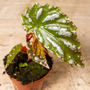 Begonia Sp. "Sumatra" 001A