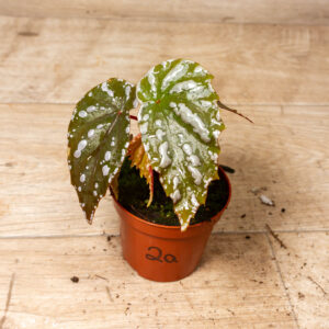 Begonia Sp. "Sumatra" 002A
