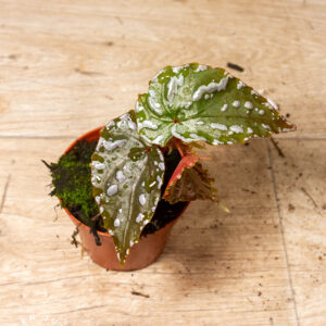 Begonia Sp. "Sumatra" 003A