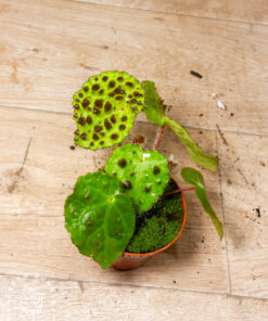 Begonia Ferox 001A