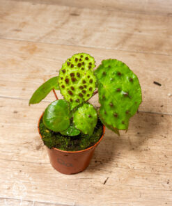 Begonia Ferox 002A