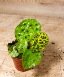Begonia Ferox 003A
