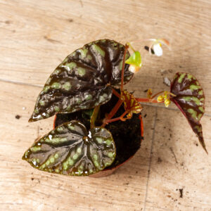 Begonia spp. "Filiformis Irmsch" 001A