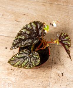 Begonia spp. "Filiformis Irmsch" 001A