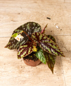 Begonia spp. "Filiformis Irmsch" 002A