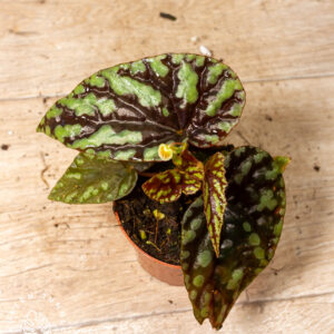 Begonia spp. "Filiformis Irmsch" 003A