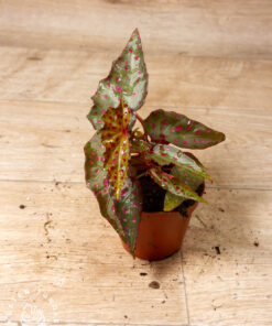 Begonia Amphioxus X Malachosticta 001A
