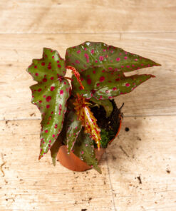 Begonia Amphioxus X Malachosticta 002A