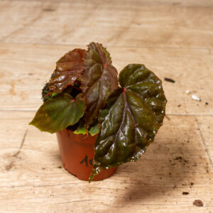 Begonia sp. (Black Blood) 001A