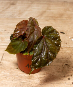 Begonia sp. (Black Blood) 001A