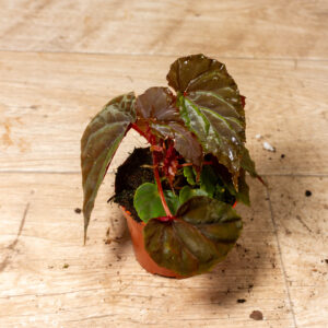 Begonia sp. (Black Blood) 002A