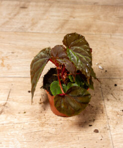 Begonia sp. (Black Blood) 002A