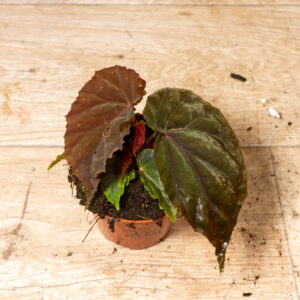Begonia sp. (Black Blood) 003A