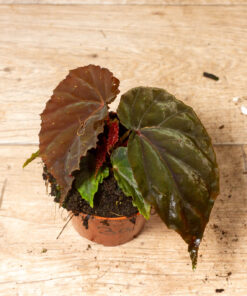 Begonia sp. (Black Blood) 003A