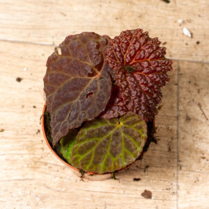 Begonia sp. (black mountain) 001A