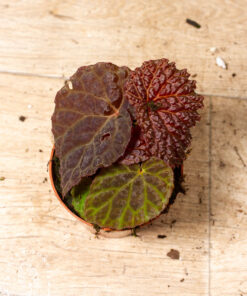 Begonia sp. (black mountain) 001A
