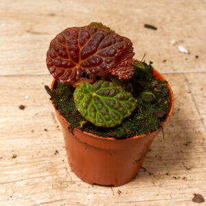 Begonia sp. (black mountain) 002A