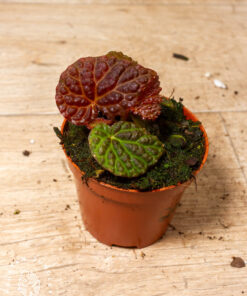 Begonia sp. (black mountain) 002A