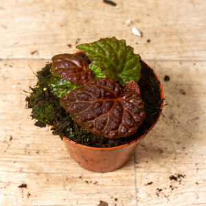 Begonia sp. (black mountain) 003A