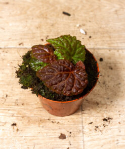 Begonia sp. (black mountain) 003A