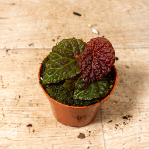 Begonia sp. (black mountain) 004A