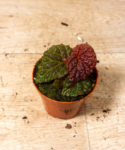 Begonia sp. (black mountain) 004A