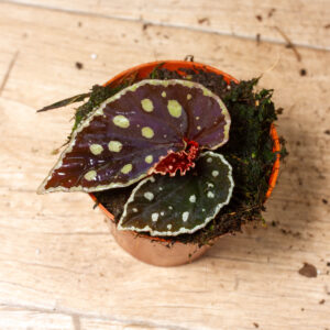 Begonia firefly 001A