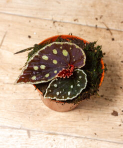 Begonia firefly 001A