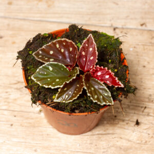 Begonia firefly 002A