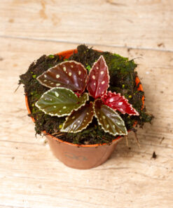 Begonia firefly 002A