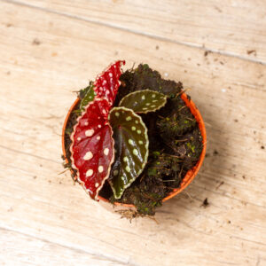 Begonia firefly 003A
