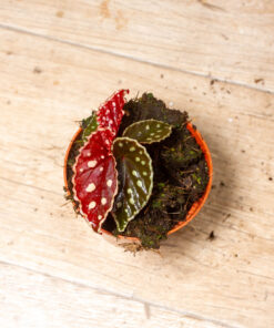 Begonia firefly 003A