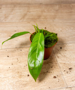 Philodendron patriciae 001A