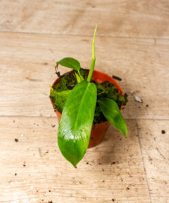 Philodendron patriciae 002A